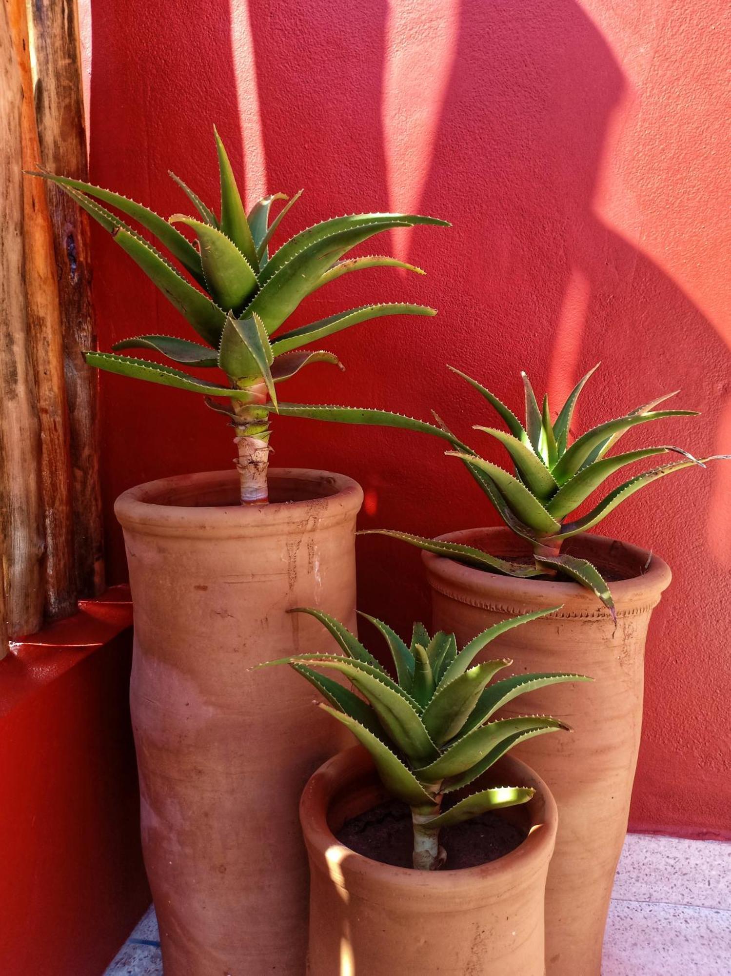 Villa Beldi Essaouira Cameră foto